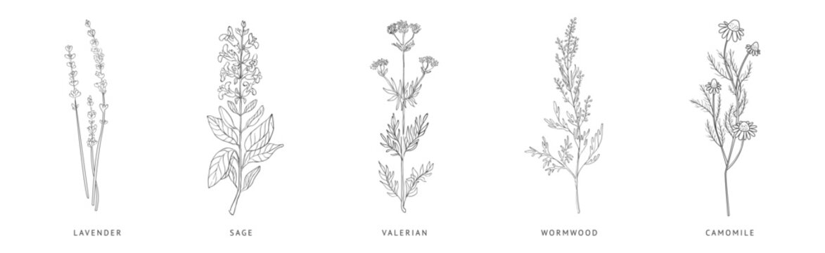 Medical Herbs and Plant Hand Drawn on Stem with Latin Names Vector Set
