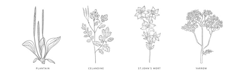 Medical Herbs and Plant Hand Drawn on Stem with Latin Names Vector Set - obrazy, fototapety, plakaty