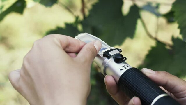  Agronomist measures the amount of sucrose in the grape juice using a refractometer.