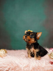 Fluffy, cute Yorkshire Terrier with red bow on her head. Yorkshire Terrier Puppy Sitting on a gold Fur Pillow. Cute domestic pets