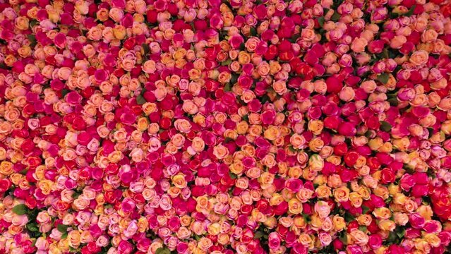 Close-up view of a wall decorated with multi-colored rose flowers. Sweden.