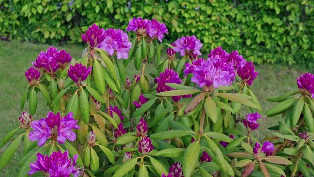 Beautiful view of a purple rhododendron flower bush blooming in the garden. 