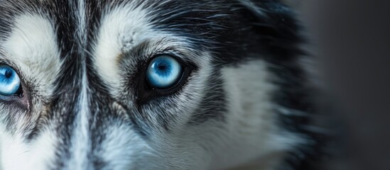 Obraz premium Focus on the darkened blue eye of a Siberian Husky.