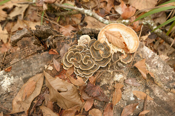 Wild turkey tail mushrooms on old wood stump. Southeastern LA. December 2023