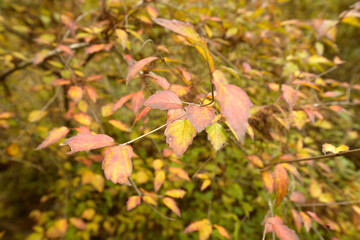 Small multicolored leaves in Southeastern Louisiana, December 2023.