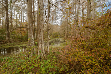 Small stream in Mandeville Louisiana. December 2023