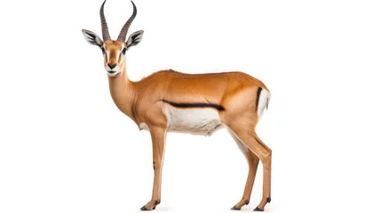 Foto op Plexiglas antelope isolated on white background © sambath