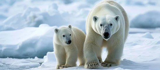 Wandaufkleber Ice-walking polar bear and cub. © AkuAku