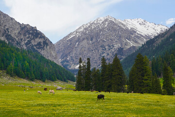 Fototapeta na wymiar Jansaghe Meadows , Kalam - Swat Valley