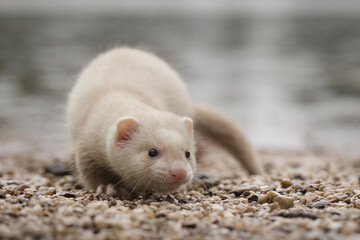 Champagne baby ferret exploring a gravel beach near lake