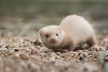 Champagne baby ferret exploring a gravel beach near lake