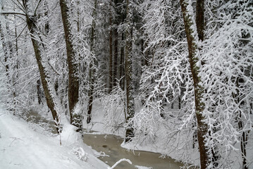 frozen stream in winter forest among snow-covered trees nature landscape