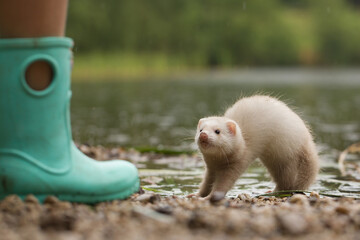 Champagne baby ferret exploring a gravel beach near lake