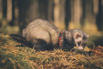 Ferret enjoying walking and exploring summer forest in nature