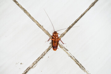 Cockroach lying upside down on the intersection of white floor with X mark. Top View