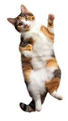 Cute Calico cat lying on back and showing belly isolated on white or transparent background, png clipart, design element. Easy to place on any other background. - obrazy, fototapety, plakaty