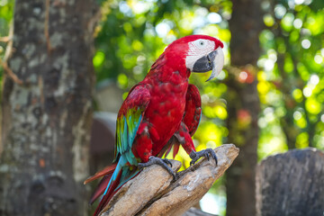 Colorful macaw on the tree. Beautiful nature of wildlife closeup face of a parrot is red on the green background.