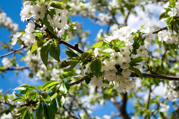 Cherry blossom against the blue sky. Close-up. Spring background.