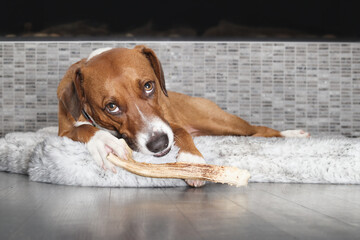 Happy dog chewing on antler while looking at camera. Puppy dog gnawing on a long antler lying on a...