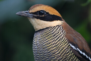 The Javan banded pitta (Hydrornis guajanus) is a species of bird in the family Pittidae. It is found in Java and Bali