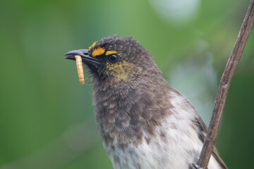 The orange-spotted bulbul (Pycnonotus bimaculatus) is a species of songbird in the bulbul family of passerine birds