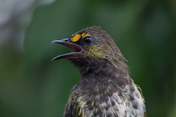 The orange-spotted bulbul (Pycnonotus bimaculatus) is a species of songbird in the bulbul family of...
