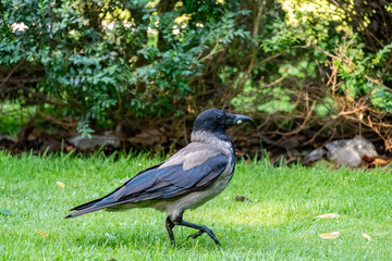 A Hooded crow (Corvus cornix) walking in a public park during late spring.