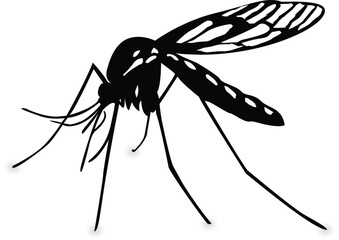 dragonfly on a white background