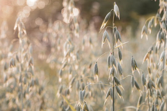 Oat (Avena sativa). A field of oats. Oat field background. Self-coloured background. Soft focus.