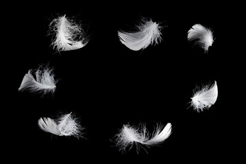 White feather isolated on a black background.