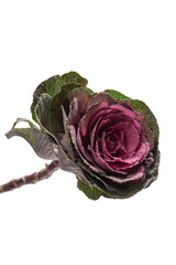 Violet brassica flower isolated on a white background.