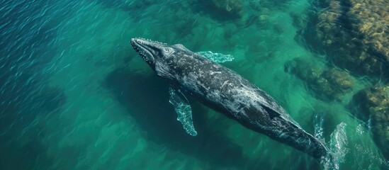 Fototapeta premium Grey whale eschrichtius robustus feeding underwater in Baja California, Mexico as seen from above.