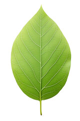 green leaf isolated on white background