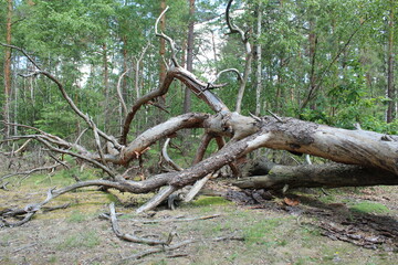 A tree lies on the ground in the forest. Concept of destruction. Storm in the Woods