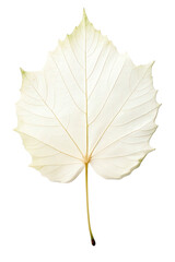 poplar leaf isolated on white