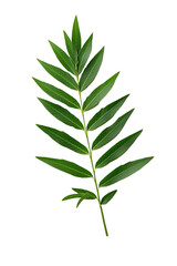 Fototapeta na wymiar yew leaf isolated on white background