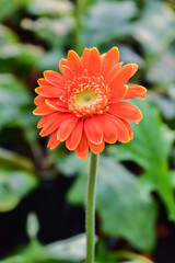leaf flower spring plant natural blossom gerbera barberton daisy