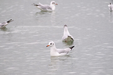 seagulls on the water