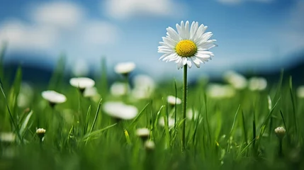 Crédence de cuisine en verre imprimé Herbe A single white daisy standing tall amidst a field of green grass.