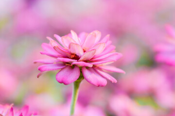 Obraz premium leaf flower spring plant natural blossom zinnia flower