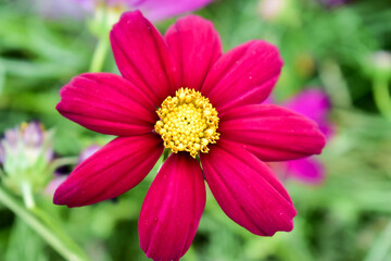 Obraz premium leaf flower spring plant natural blossom cosmos flower