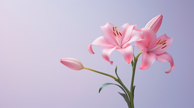 A solitary lily in a gradient of pinks, set against a soft pastel background.