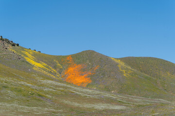 Superbloom in den Hügeln von Kalifornien, USA