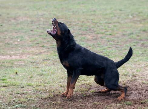 training of rottweiler