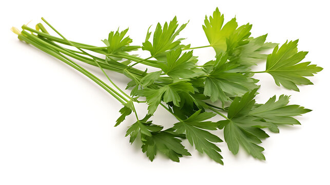 Fresh Green Lovage on White Background