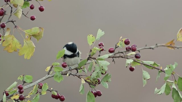 Flying among the hawthorn berries, the Coal tit (Periparus ater on Crategus monogyna)