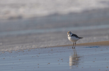 Kentish plover in the wild mediterranean beach	