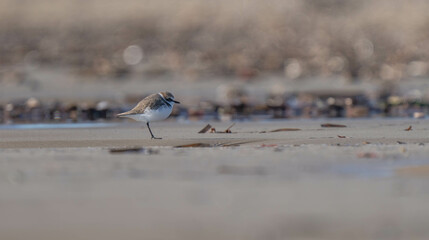 Kentish plover in the wild mediterranean beach	