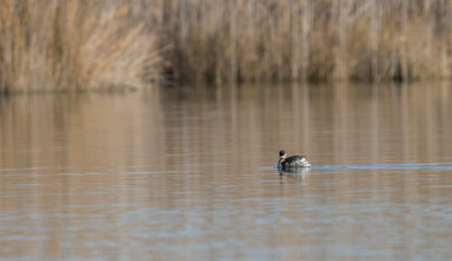 black-necked grebe swimming in the lagoon