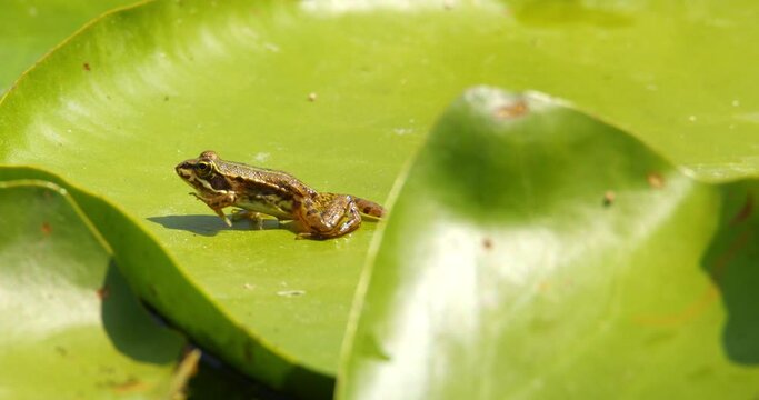 A small Balkan frog walk across large green leaf of water lily